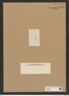 Diatomeae indet. Zeichnungen Sammlung Grunow Nr. 6715 (NHMW-BOT-W0375523)